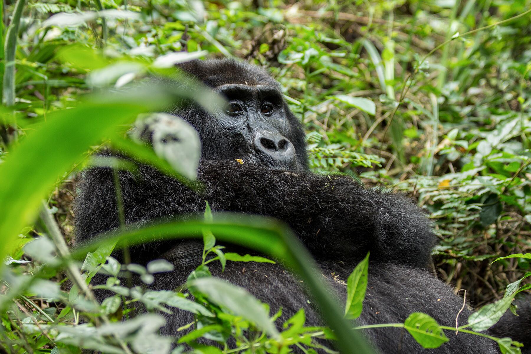 Bwindi_Gorilla